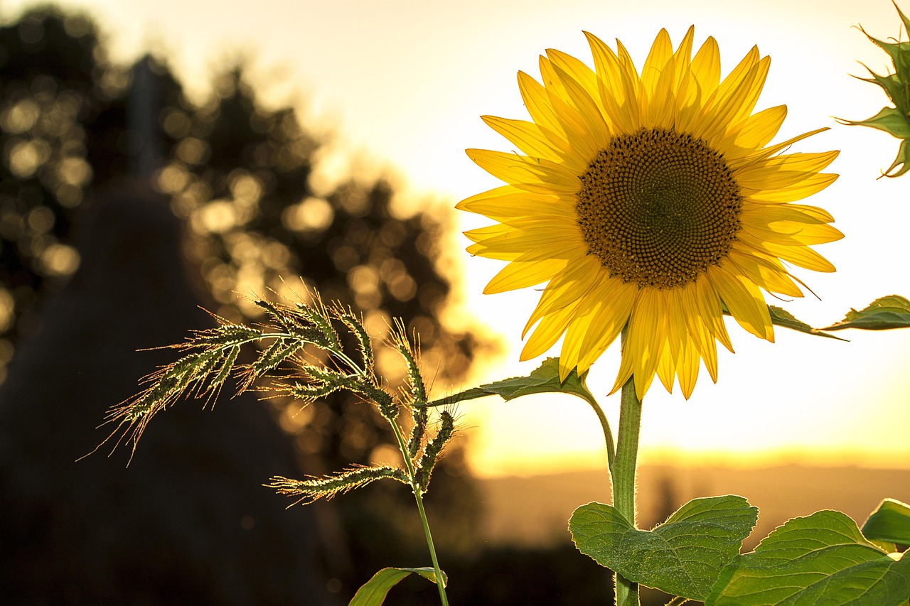 Met zonnebloemen naar de zomer: bloemen die warmte uitstralen in je tuin
