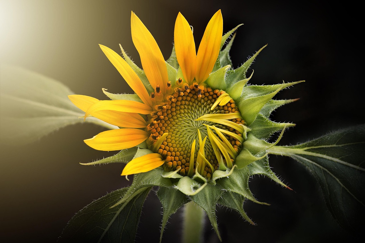 Zonnige zomerzonnebloemen in een groene tuin.