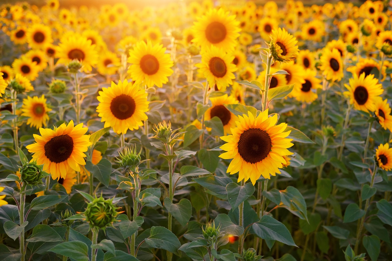 Heldere zonnebloemen langs een zomerpad.