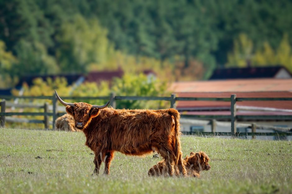 Zomertrend: koeien schilderijen als frisse toevoeging aan landelijke woningen