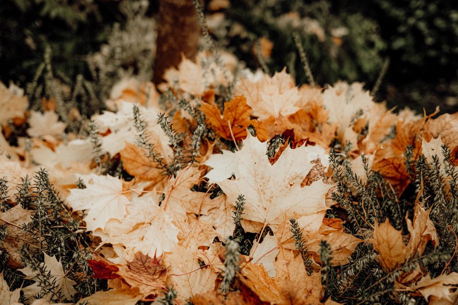 Herfstkransen maken: natuurlijke materialen voor je voordeur